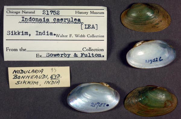 specimen