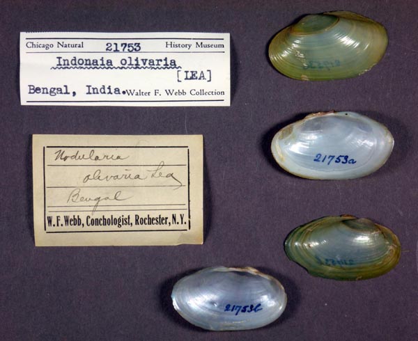 specimen
