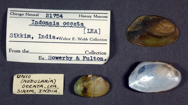 specimen