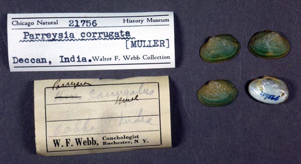 specimen