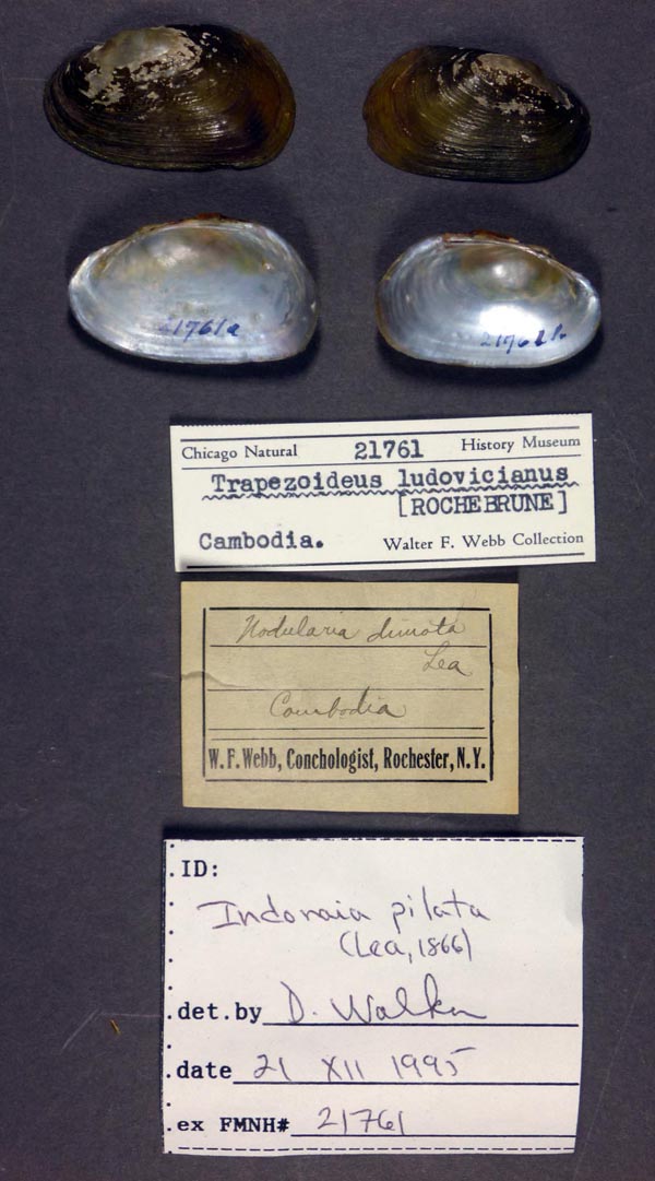 specimen