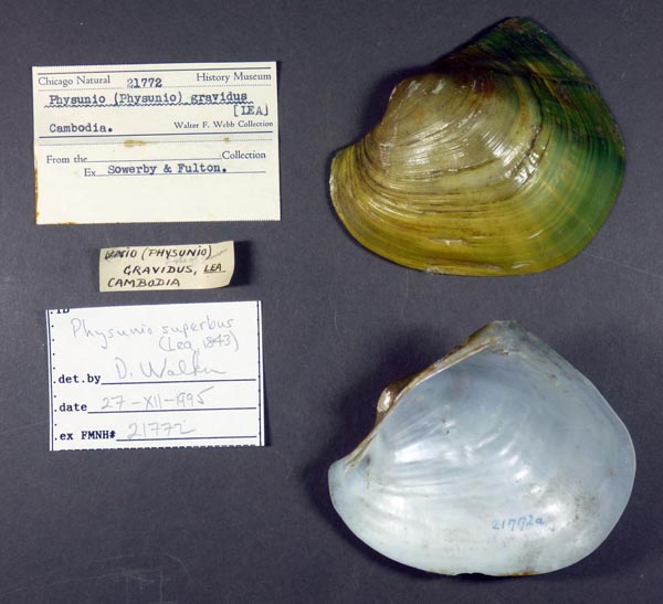 specimen
