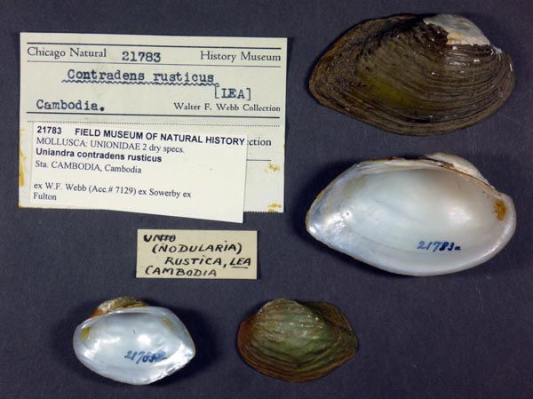 specimen