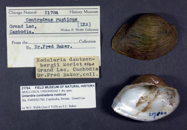 specimen