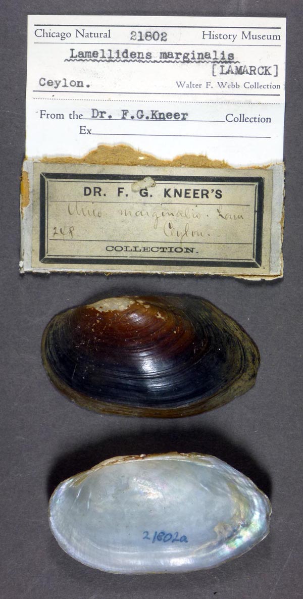 specimen