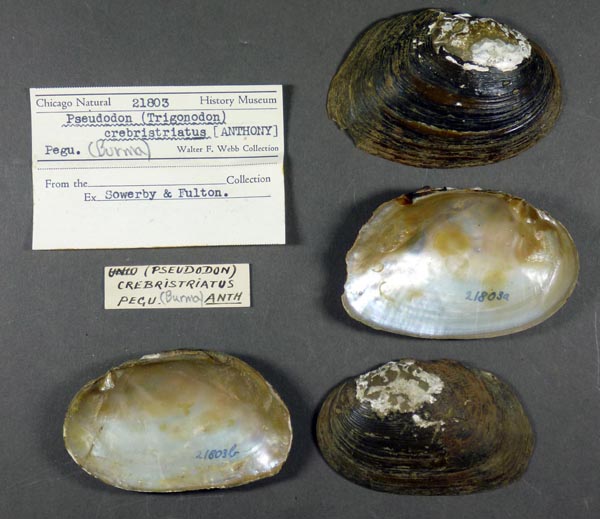 specimen
