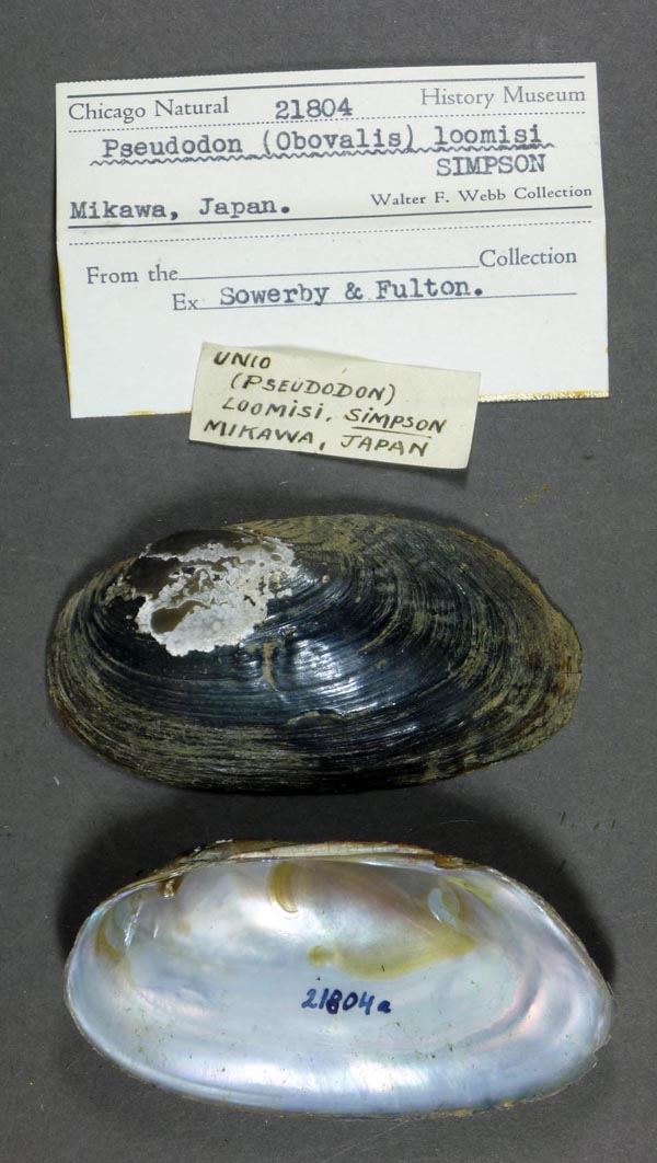 specimen