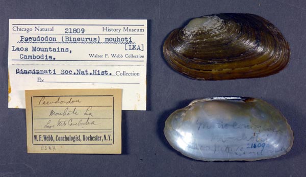 specimen