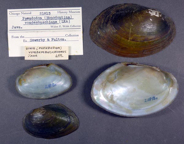 specimen