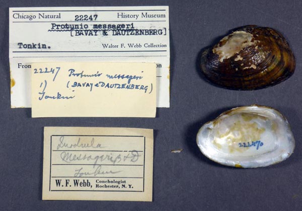 specimen