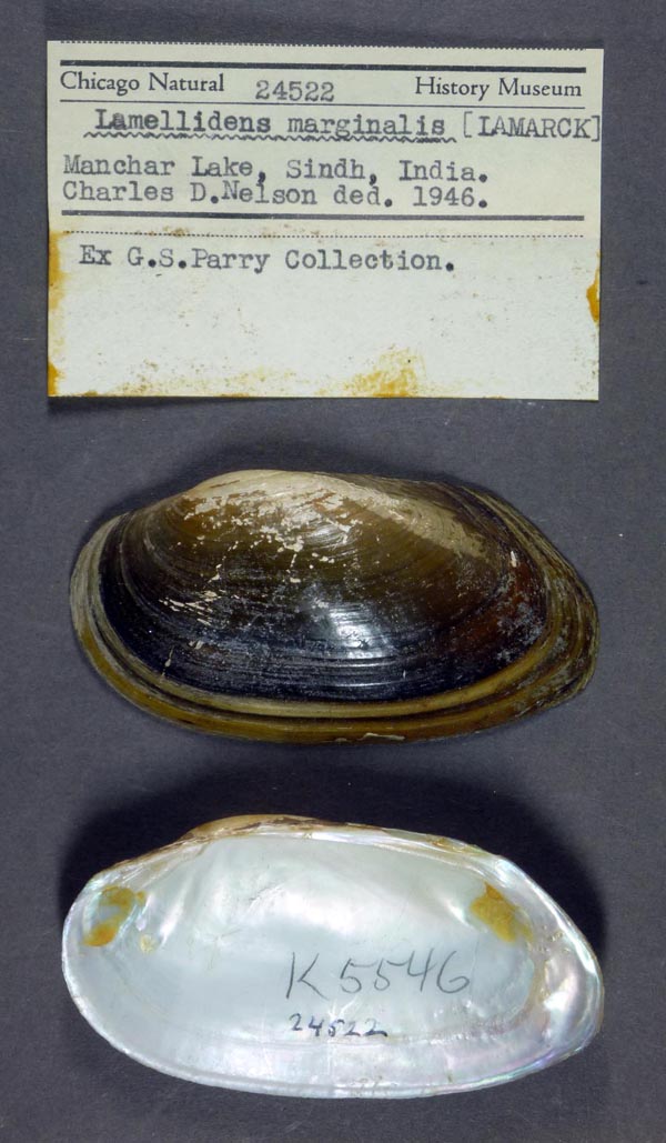 specimen