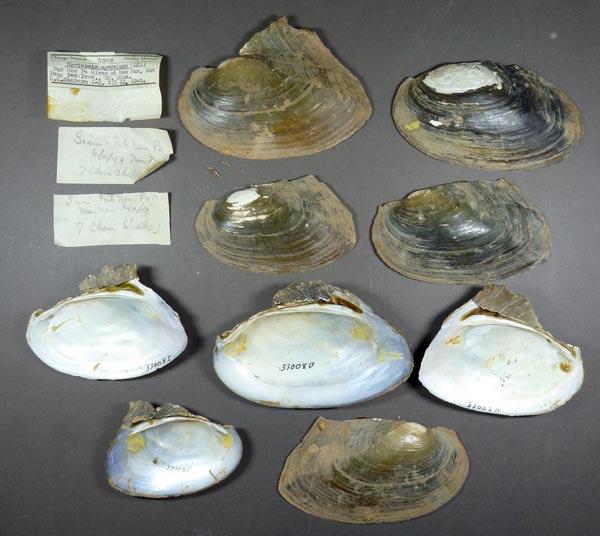 specimen