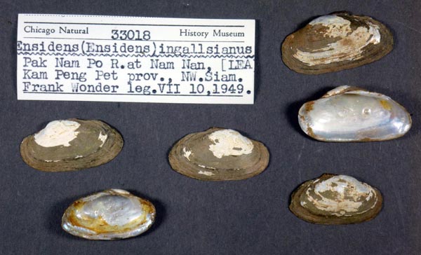 specimen