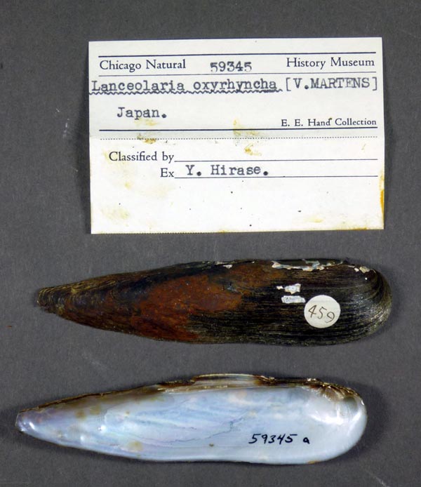 specimen