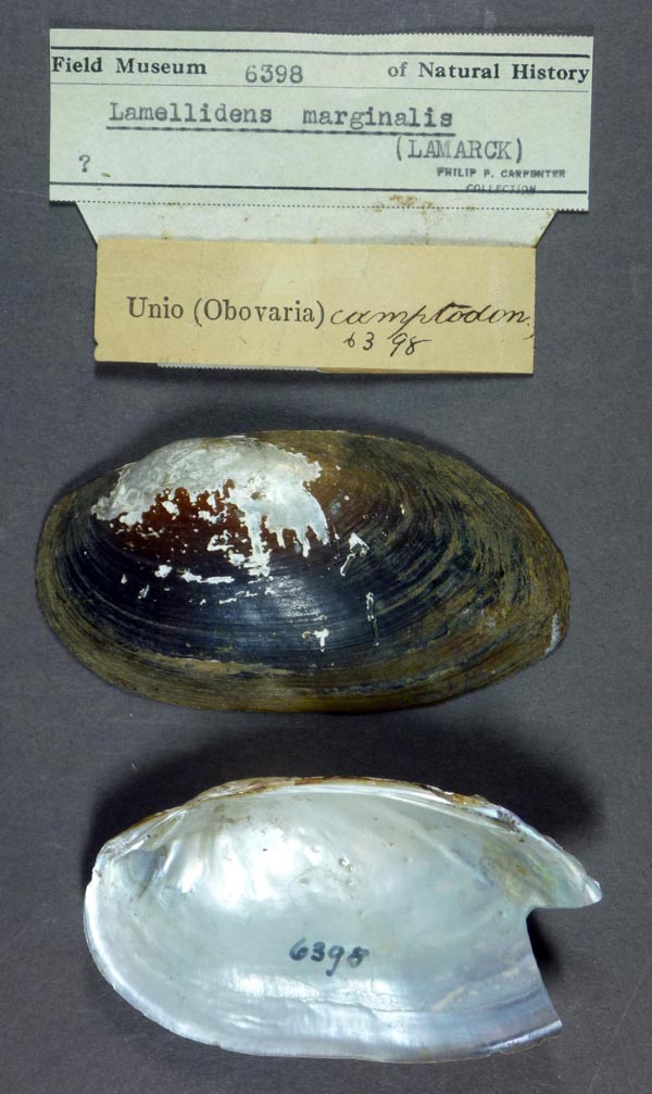 specimen
