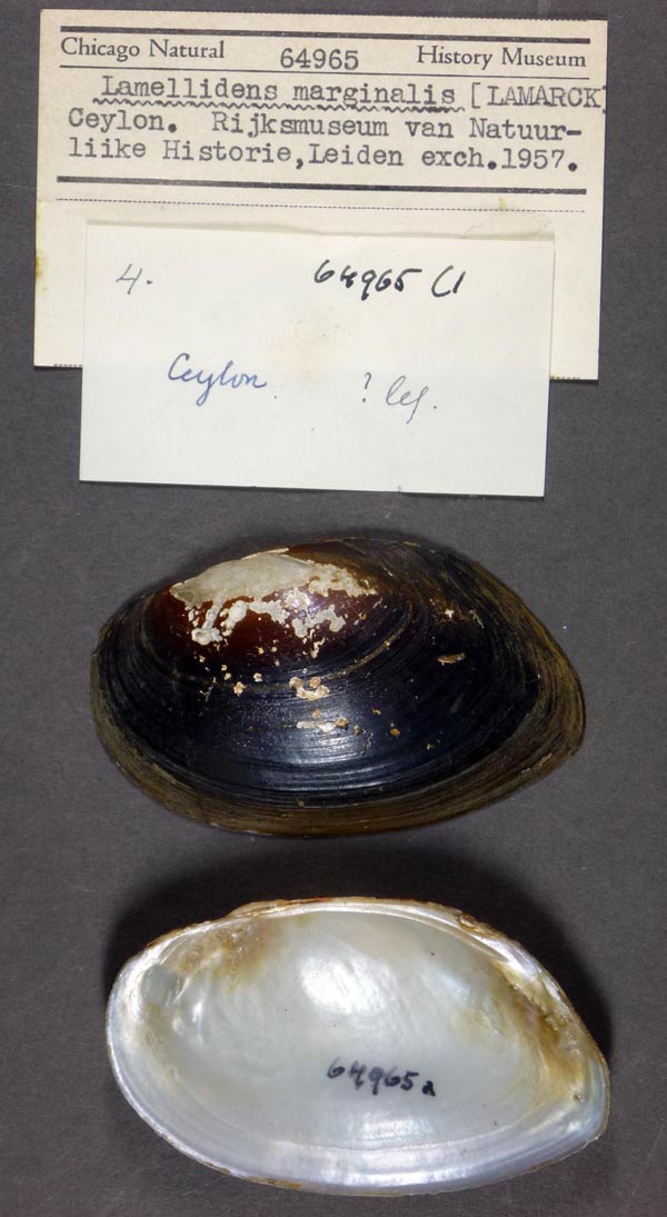 specimen