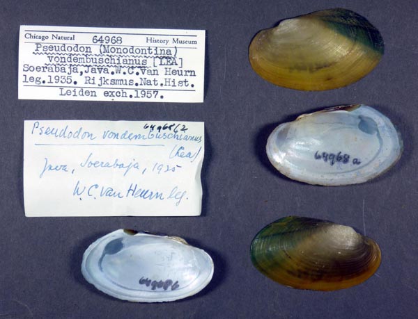 specimen