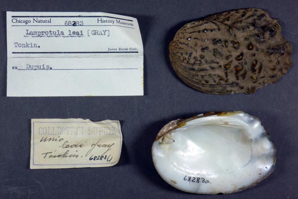 specimen