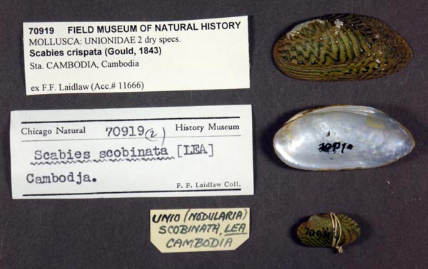 specimen