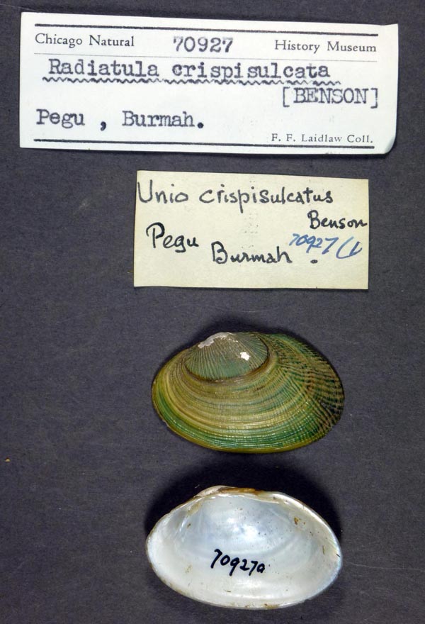 specimen
