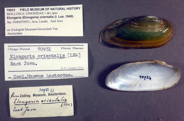 specimen