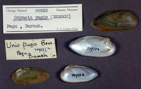 specimen