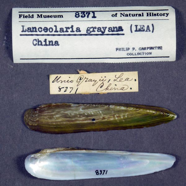 specimen