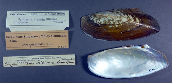specimen