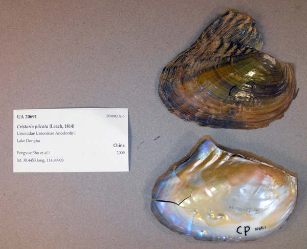specimen