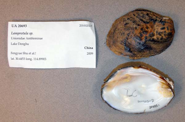 specimen