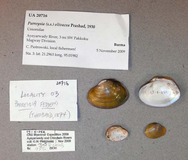 specimen