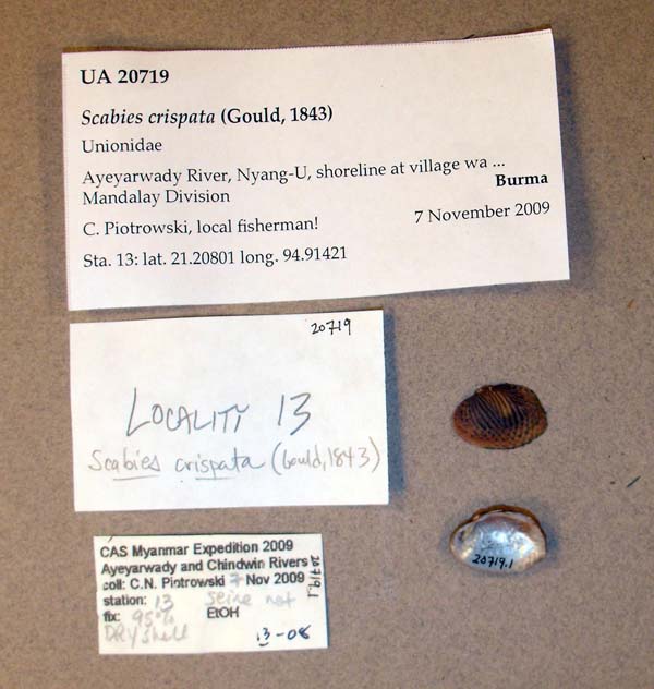 specimen