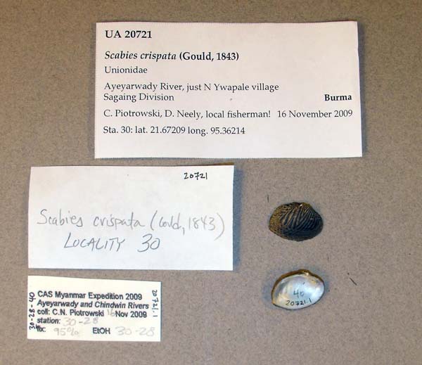 specimen