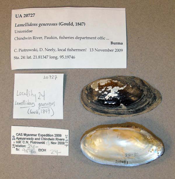 specimen