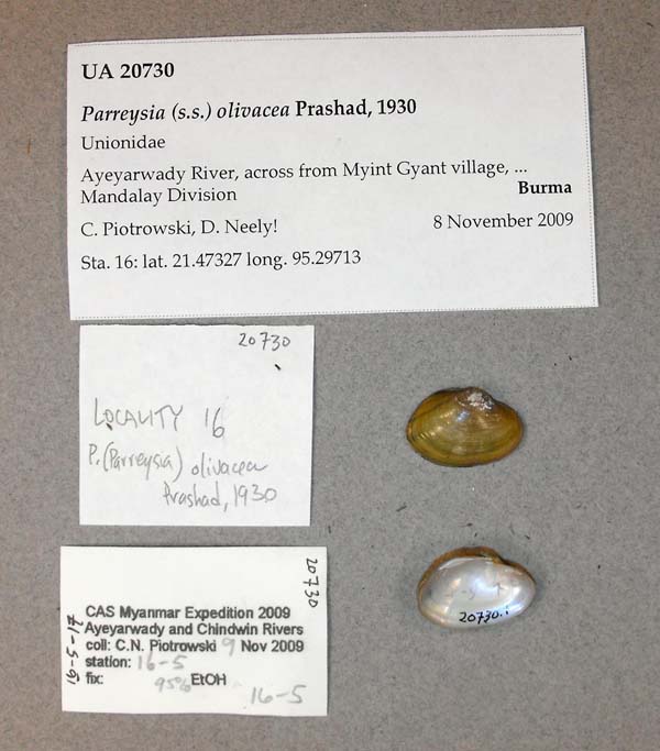 specimen
