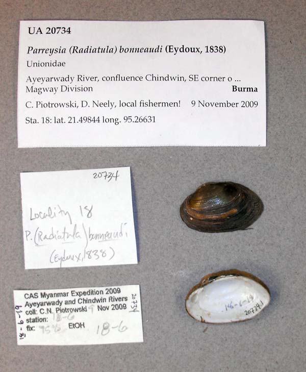 specimen