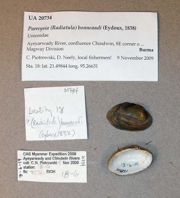 specimen