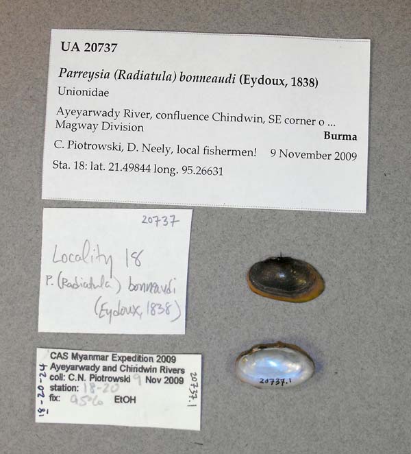 specimen