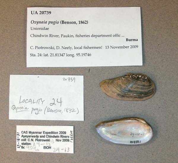 specimen