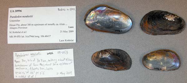 specimen