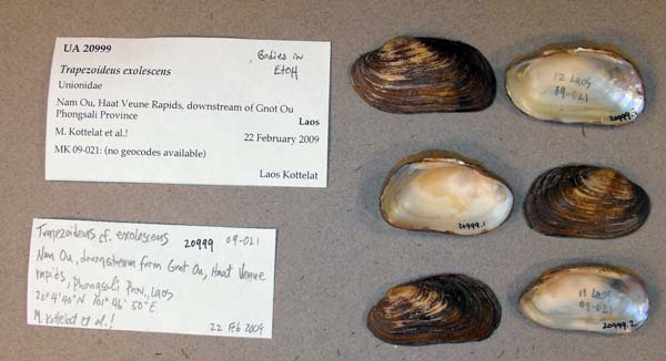 specimen
