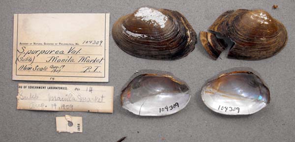 specimen