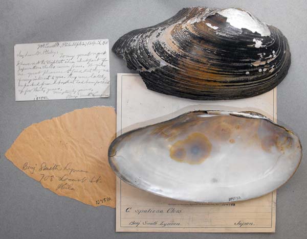 specimen
