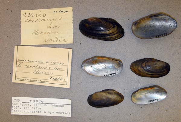specimen