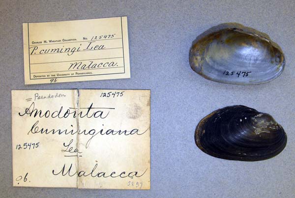 specimen