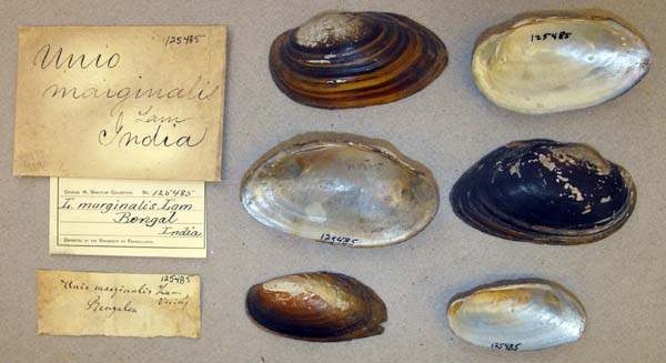 specimen