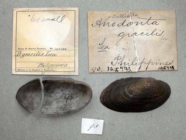 specimen
