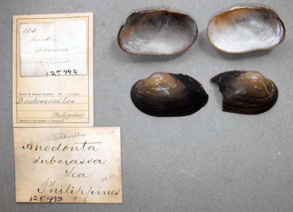 specimen