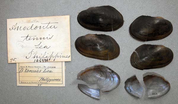specimen