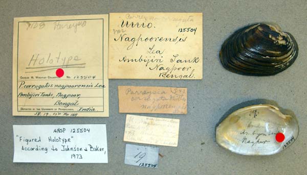 specimen